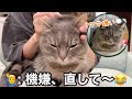 眉間にシワが寄る猫、見たことありますか...？