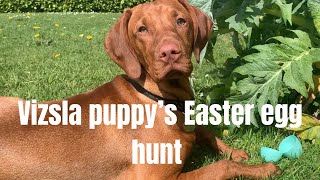 Vizsla puppy’s Easter egg hunt