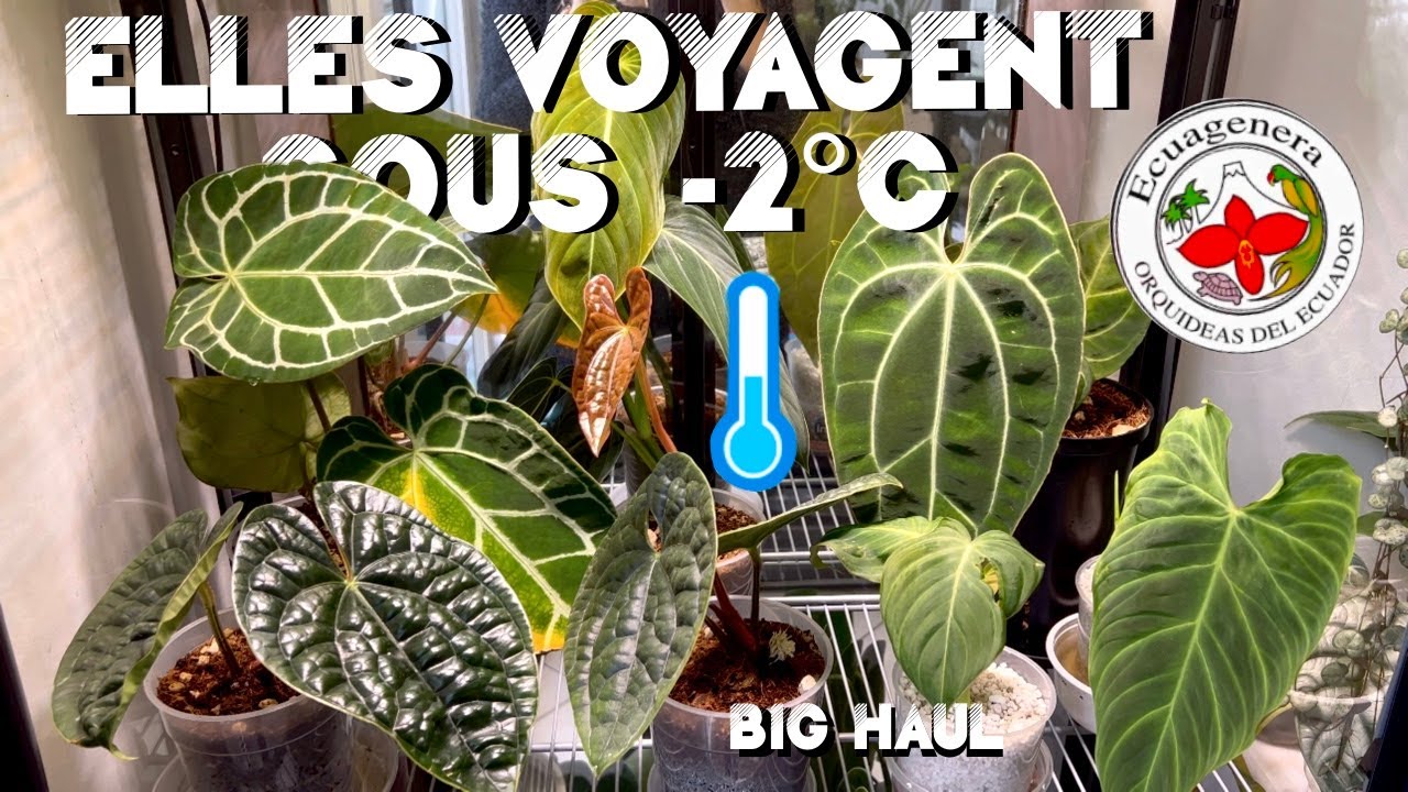 ENORME unboxing plantes rares PART 1 - Elles ont voyagé dans le froid