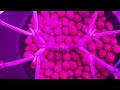 Cannabis Early Vegetative Stage Tips