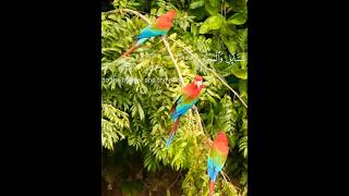 Surah Ma'arij ayat25-27 #quran#tilawat#recitation#trending#viral#ytshorts#bird#status#relatable