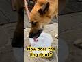 Slow Motion: How Dogs Drink Water #dogbehaviour #dogobservation