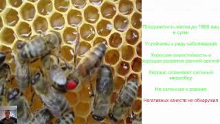 Порода пчел и ее значение