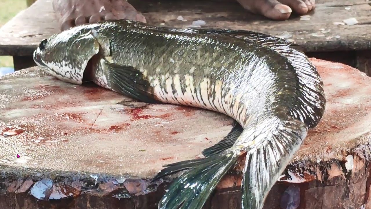 Big Snakehead Murrel Fish Cutting Skills Live in Fish Market | Fish Cutting Skills