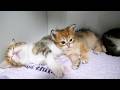 Cute kitten using its sleeping sibling's belly as a pillow…