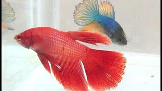 Betta Fish CROWNTAIL Blue HALFMOON Super Red - Ikan Cupang [HD]
