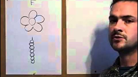 Identifying trees: part 2.