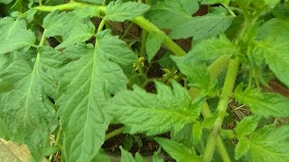 Grass Got Done Update