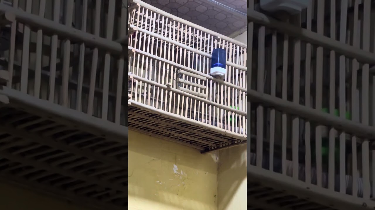 طياريات بلابل الشاهينيه لاتنسى الاشتراك فضلا لك دعمًا للقناه