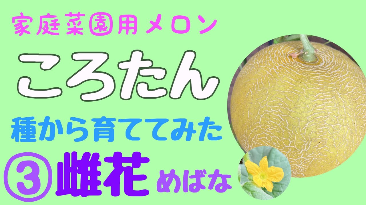 種から育てたコロタンに雌花がつきました Youtube