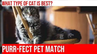 Choosing the Right Cat for Your Lifestyle