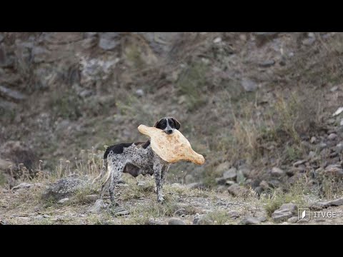 მიუსაფარი ცხოველების პრობლემა