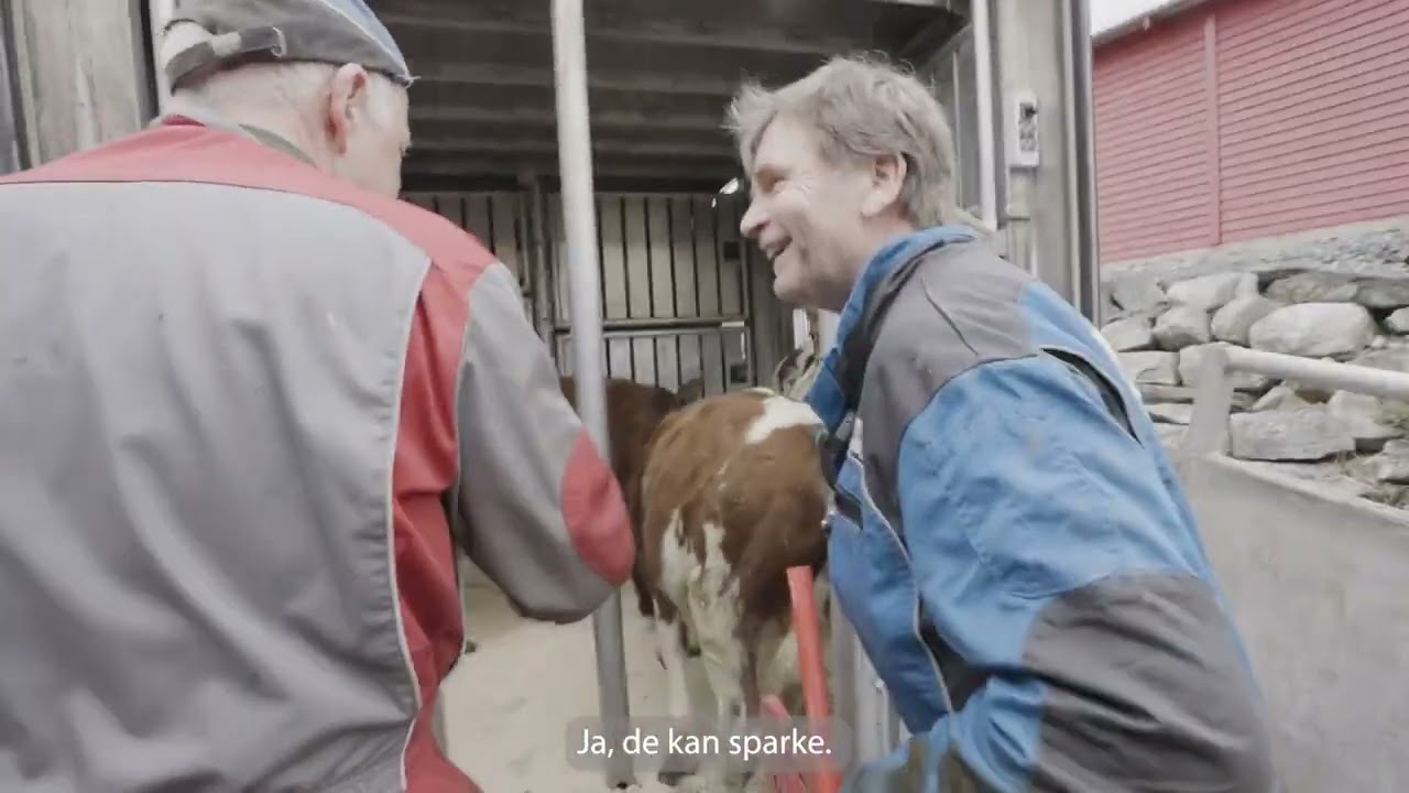 Flere bønder sender slaktedyrene til Hellesylt
