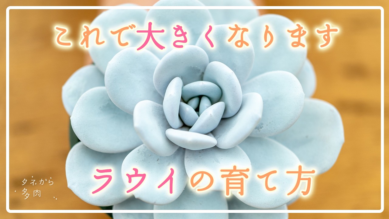 The White Queen👑] How to Grow Beautiful Echeveria Laui! - YouTube