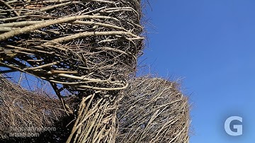 Documenting the creation of Woven Whimsy, Stickworks by Patrick Dougherty