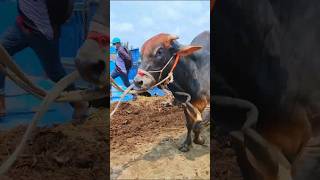 Cow videos 1192😅 #shortsvideo #funnyshorts #funny #cowGoru #cowcow #funnycow #animals