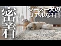 【癒し動画】シーズー犬のリアルな日常に1日密着 / おうち時間 / なんでもない休日 / Shih Tzu dog and my happy life.