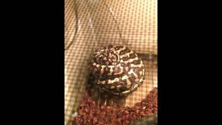 Famous Jungle Carpet & Jag eggs. Wealth