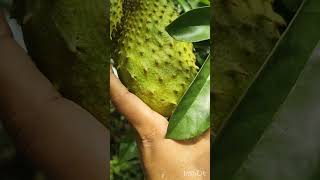 🫣😊😍#garden #fruit #nature #like #support 🙏🙏