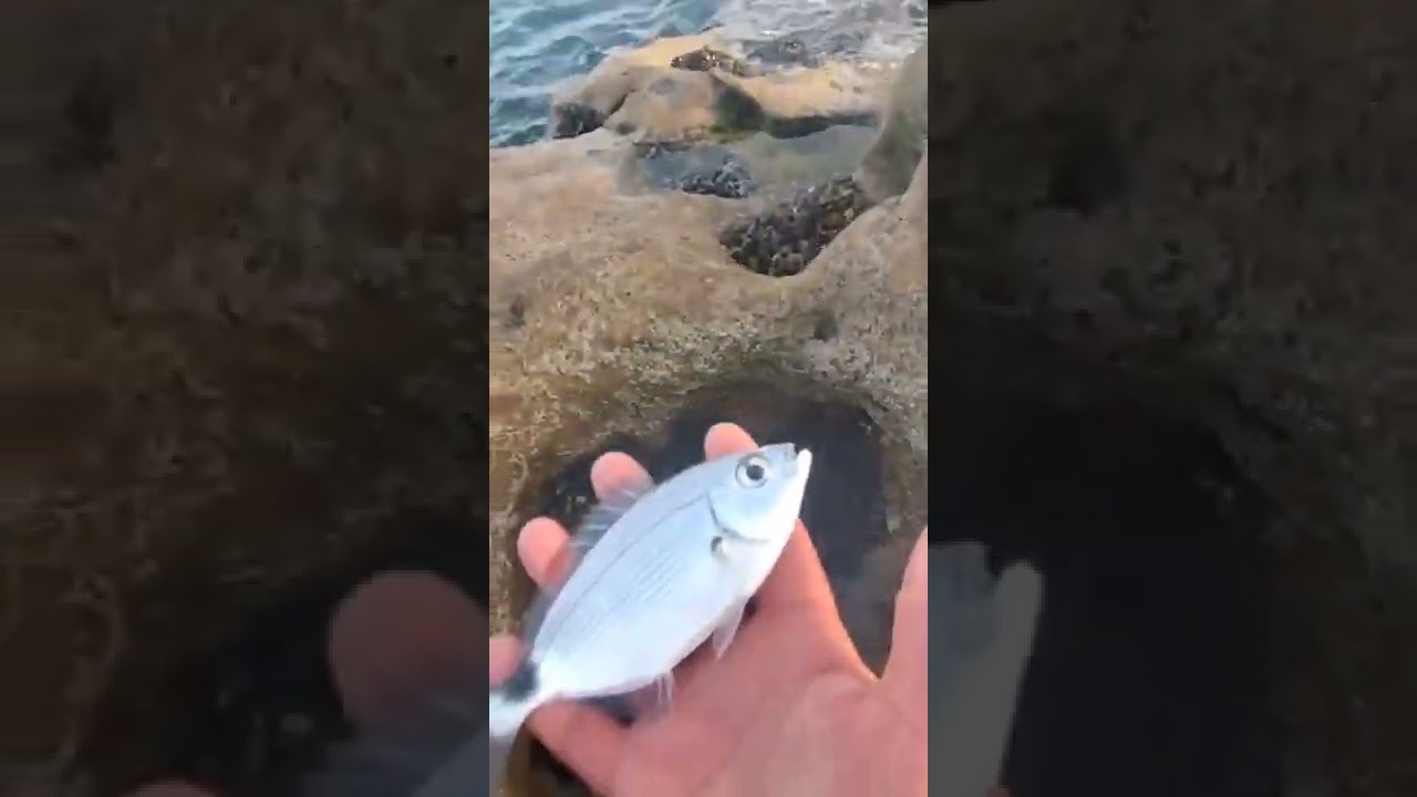 Leurre De Pêche Bois Fait Main Spasm Arthrum 7 Or/noir - Wobbler Jointé Pour Carnassiers