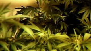tbones grow room update 2 weeks into flowering