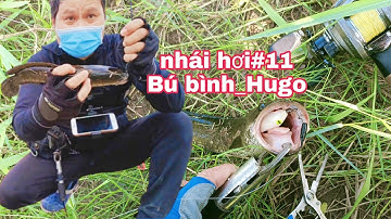 Câu Cá Lóc Bằng Nhái Hơi P11 . Điểm Lure Cá Lóc Thiên Nhiên Ở Việt Nam .Cá Lóc Đồng | Đại Ngáo Vlog.