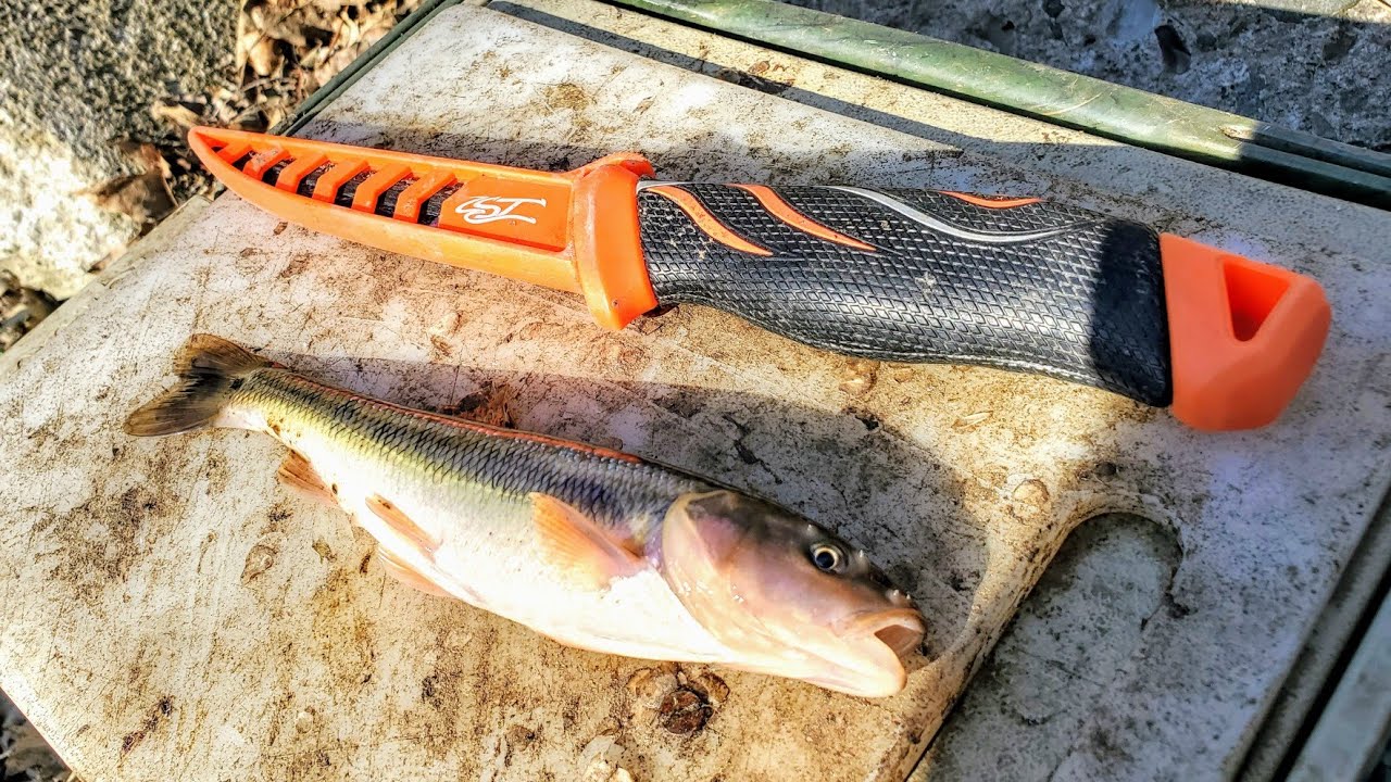 Fishing with Creek Chubs for Small Stream Catfish!! (Catch and Cook) 