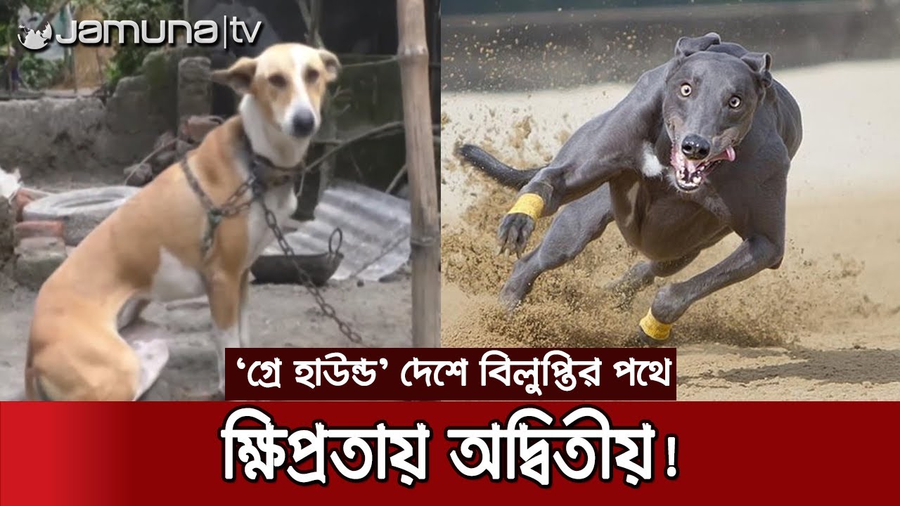 ক্ষিপ্রতা আর আনুগত্যে অদ্বিতীয় ব্রাহ্মণবাড়িয়ার সরাইলের গ্রে হাউন্ড | Greyhound