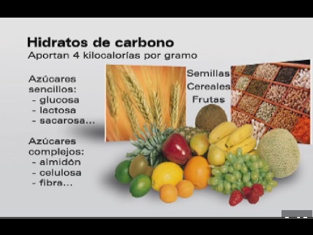 ¿Qué son los hidratos de carbono?