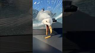 Dont let them know your next move😂 #memes #funnyvideo #funny #funnyshorts