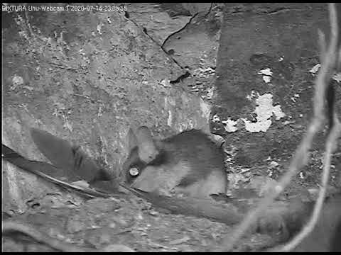 Eifel Garden Dormouse Looks Around July 2020 live cam preview