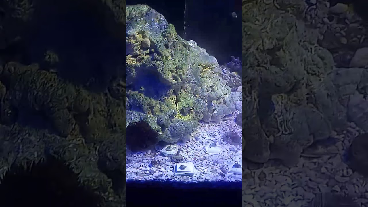 Prejuízo perdi todos os peixes com odinium