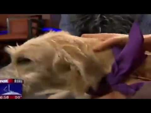 horseshoe bend Raggs visits Good Day FOX 4