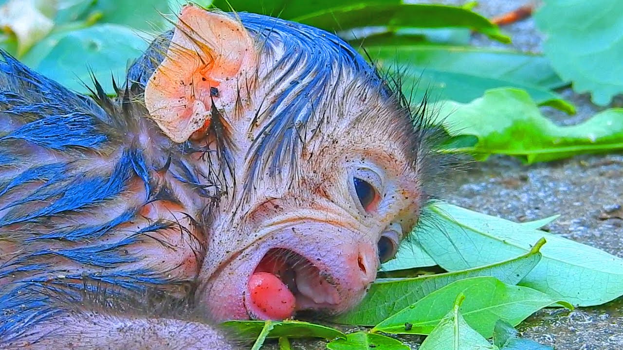 OMG!! Pooorest newborn baby monkey cryiing when mother abandoned / The cute newborn baby monkey