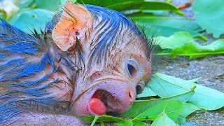 OMG!! Pooorest newborn baby monkey cryiing when mother abandoned / The cute newborn baby monkey