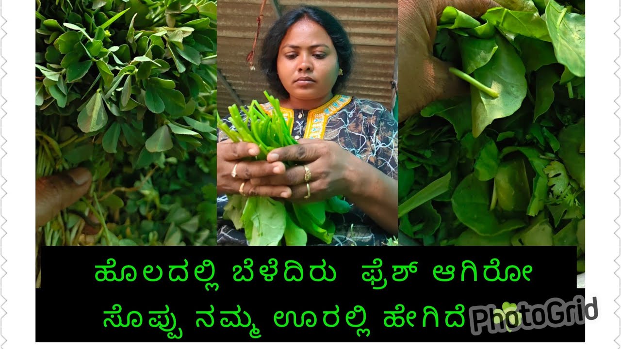ಹೊಲದಲ್ಲಿ ಬೆಳೆದಿರು  ಫ್ರೆಶ್ ಆಗಿರೋ ಸೊಪ್ಪು ನಮ್ಮೂರಿಗೆ ಬರುತ್ತೆ ☘️