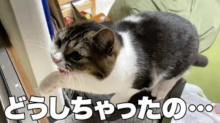 深夜に突然子猫の様子が…！！！