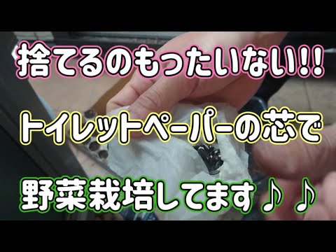 庭で育てるトイレットペーパー代わりの植物3選！環境にもお財布にも優しい