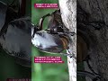 【昆虫衝撃アーカイブ】子どもに見せたい！カブトムシの交尾と命の不思議。太古から繋がる驚きの進化と子孫繁栄 #カブトムシ #自由研究 #昆虫図鑑 #昆虫観察 #insects #undaze