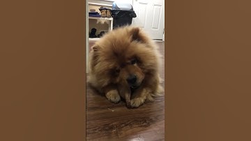 Pet Qwerks Bacon Flavored Nylon Pig Ear Dog Chew