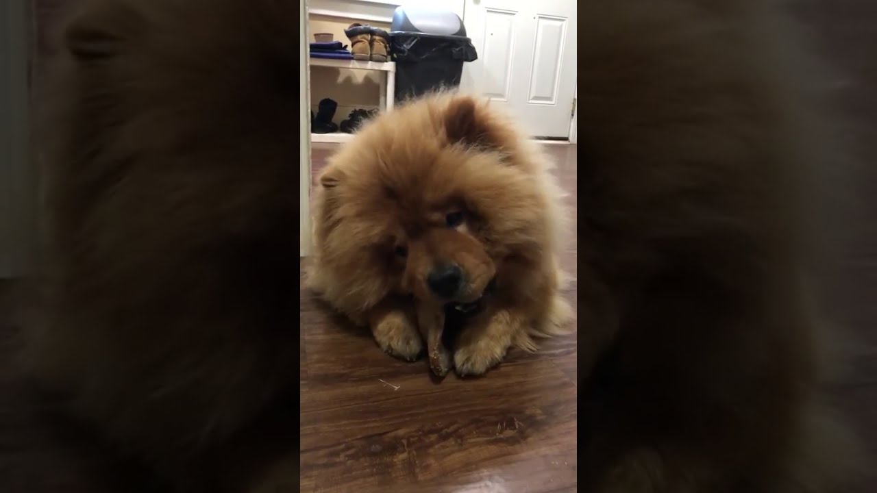 Pet Qwerks Bacon Flavored Nylon Pig Ear Dog Chew