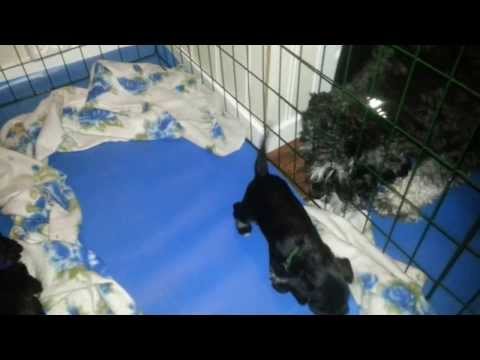 Video: Mittelschnauzer Valper: Beskrivelse, Pleieegenskaper