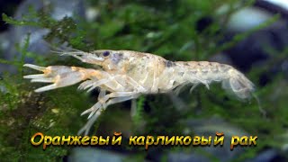 Мексиканский карликовый рак