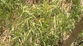 Nancy Today: Tamarack or larch tree transplants ASMR