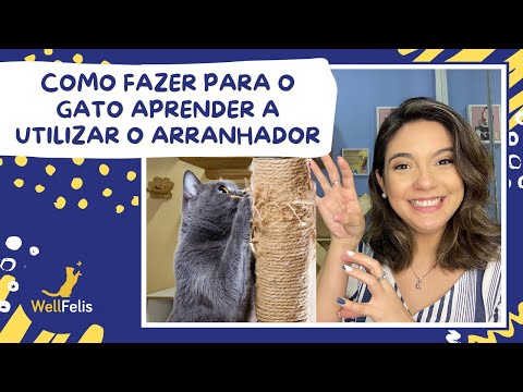 Vídeo: Como ajudar seu gato a tolerar a hora do banho: 11 etapas