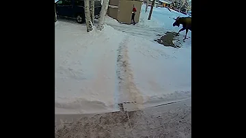 МУЖЧИНА ВЫНОСИЛ МУСОР И ВСТРЕТИЛ ЛОСЯ, КОТОРЫЙ ГУЛЯЛ ПО ГОРОДУ / A man and urban moose