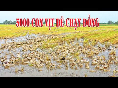 Video Nuôi đàn vịt 5000 con đẻ trứng chạy đồng miền tây |... - youtube