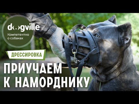 Как приучить собаку к наморднику? - 1 Этап