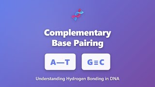 Complementary Base Pairing in DNA: A-T and G-C Hydrogen Bonds Explained Net Worth
