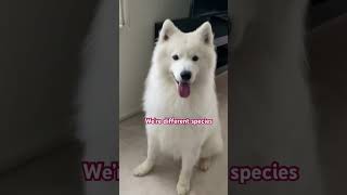 I’m a doggie#shorts #shortvideo #samoyed #pets #funny #dog